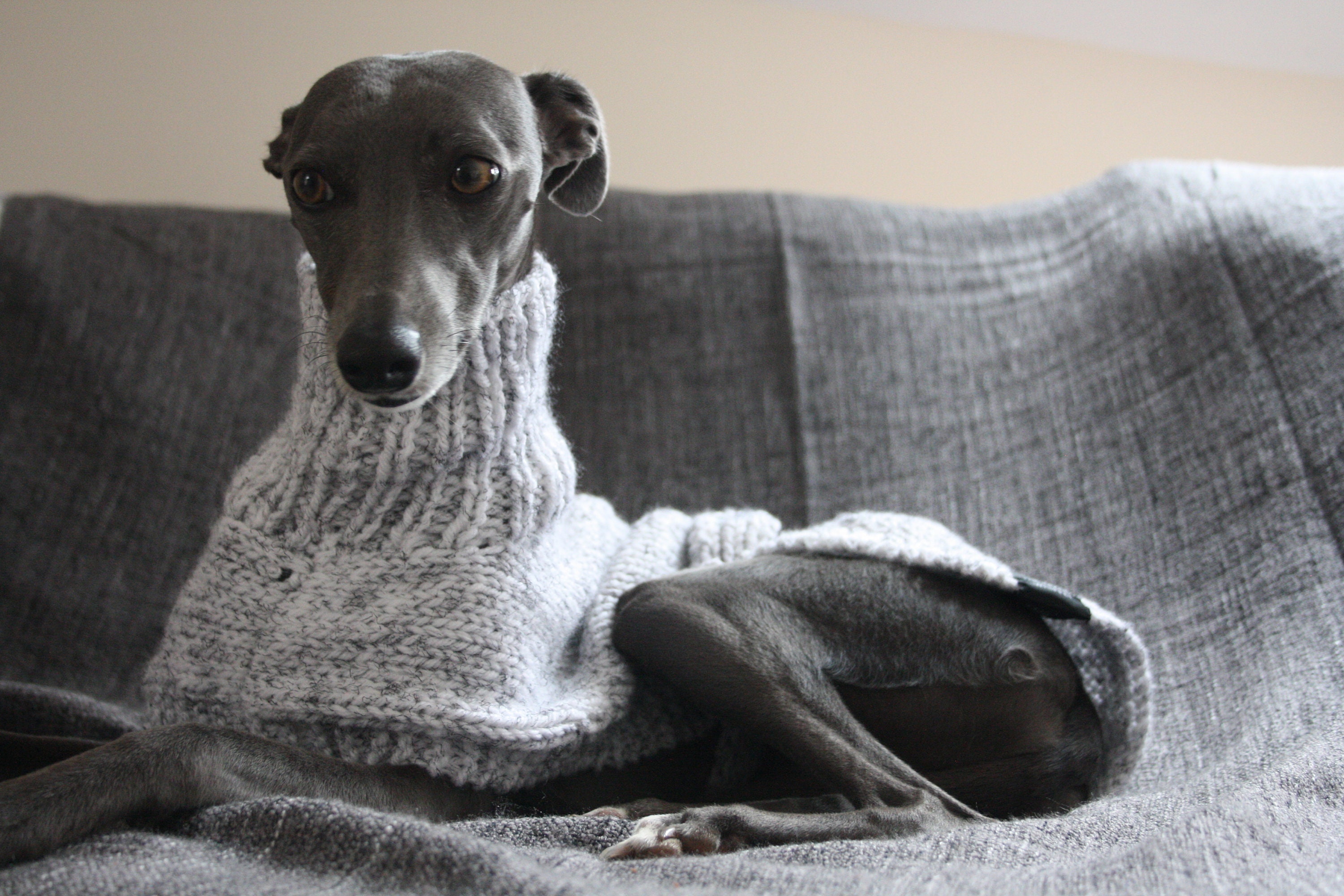 Kaths top whippet coats