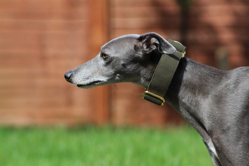 Dark Green Martingale Collar Whippet Greyhound Italian Lurcher Etsy UK