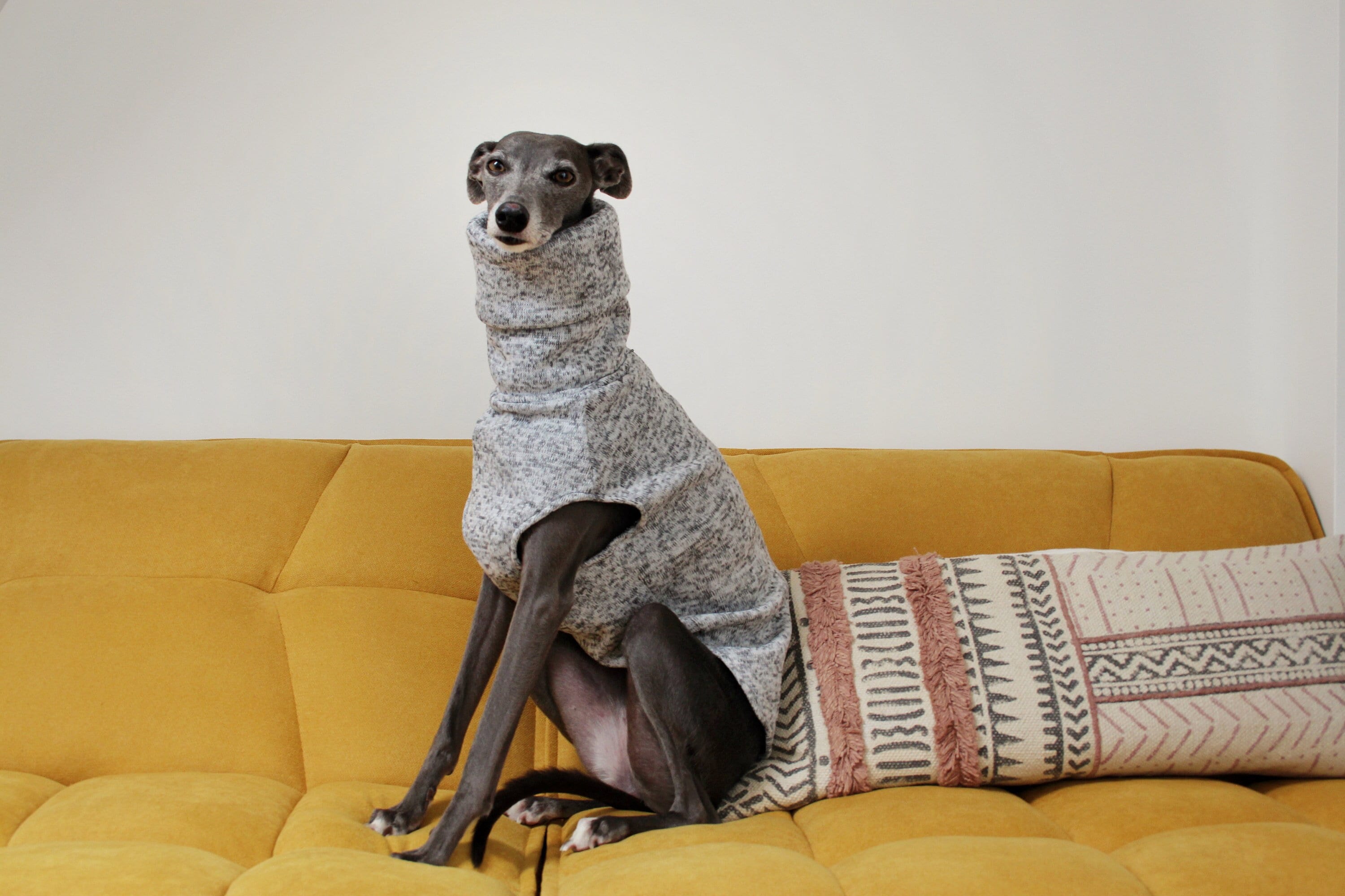 lola dog sofa