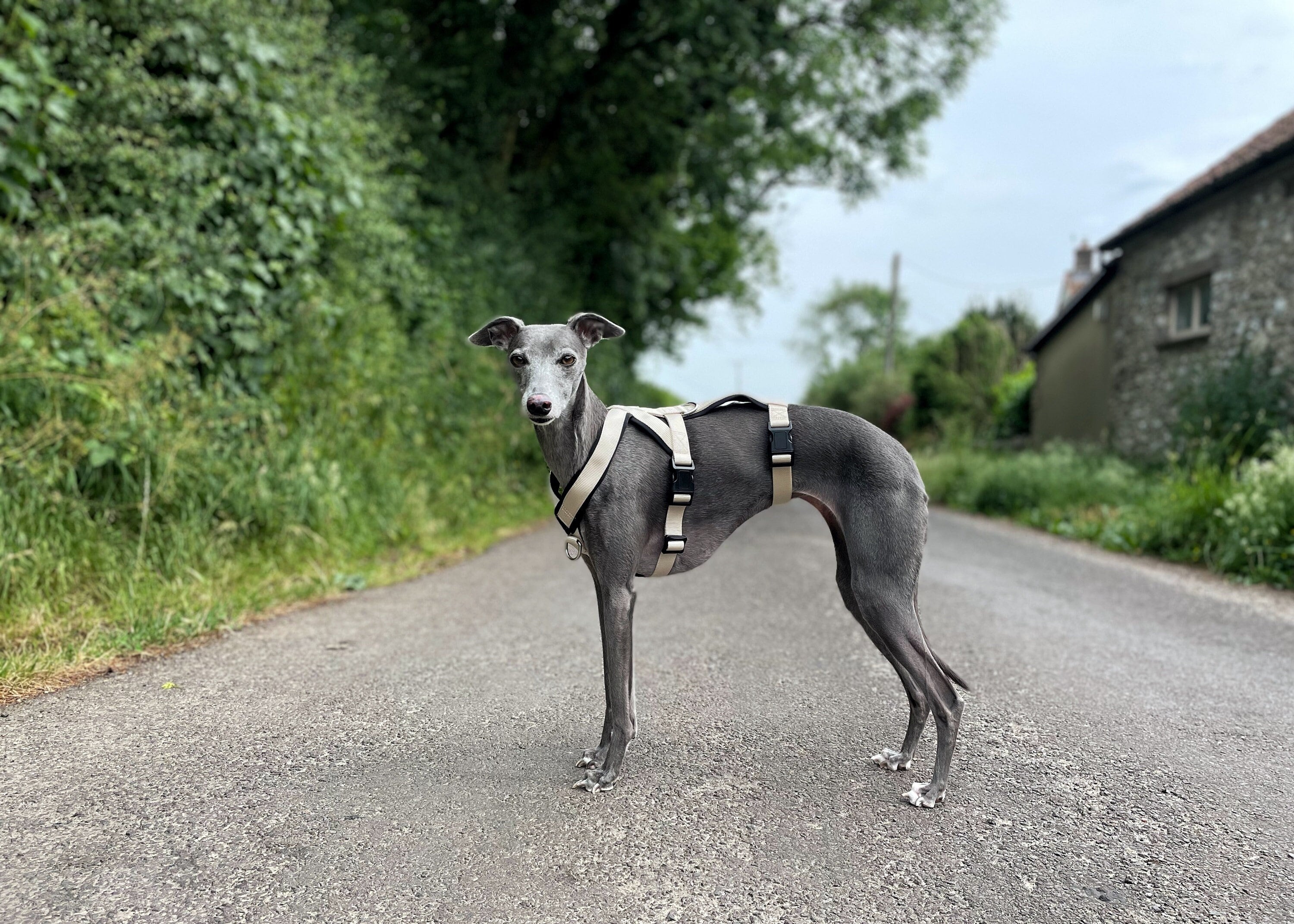 Ruffwear store harness whippet