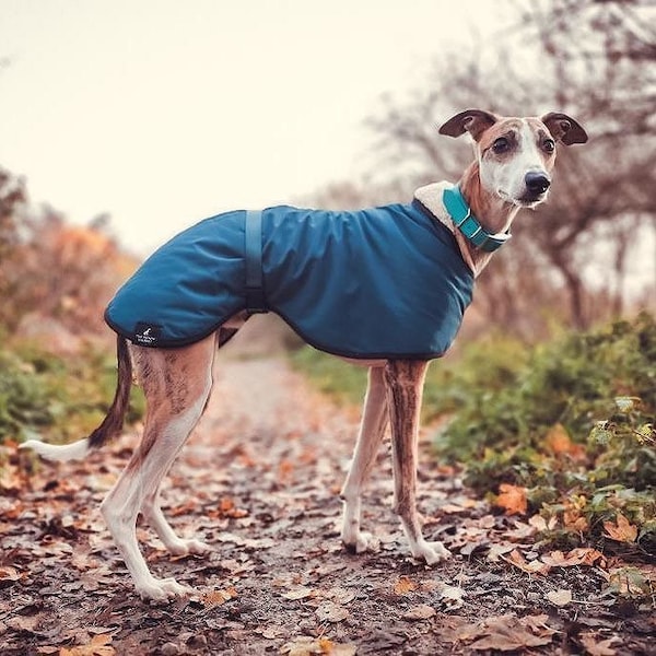 Teal Blue Fleece Lined Waterproof Coat Whippet Greyhound, with matching Adjustable Clip Strap Lurcher/ Italian Greyhound/ Sighthound