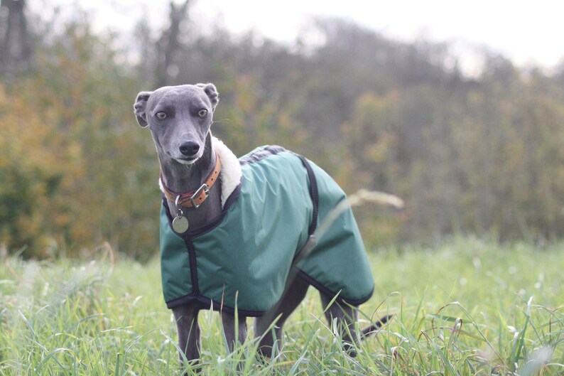 Green Fleece Lined Waterproof Dog Coat with Adjustable Clip Strap Whippet Greyhound Lurcher Italian Greyhound Sighthound