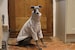 Grey Soft Fluffy Fleece Jumper Pyjamas 5 Sizes Italian Greyhound, Whippet, Lurcher, Greyhound, Saluki Sighthound 