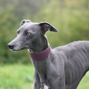 Leather Soft Suede Padded Wide Collars Whippet, Greyhound, Lurcher and Italian Greyhound Saluki Sighthound Dog image 7