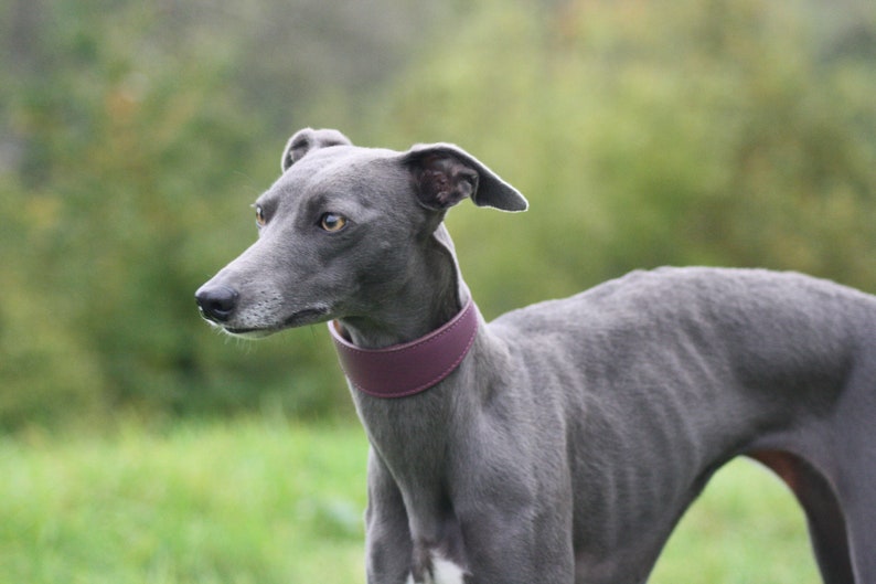 Leather Soft Suede Padded Wide Collars Whippet, Greyhound, Lurcher and Italian Greyhound Saluki Sighthound Dog image 7