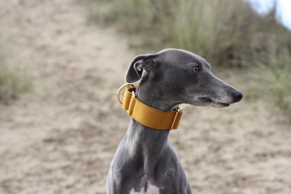 greyhound martingale