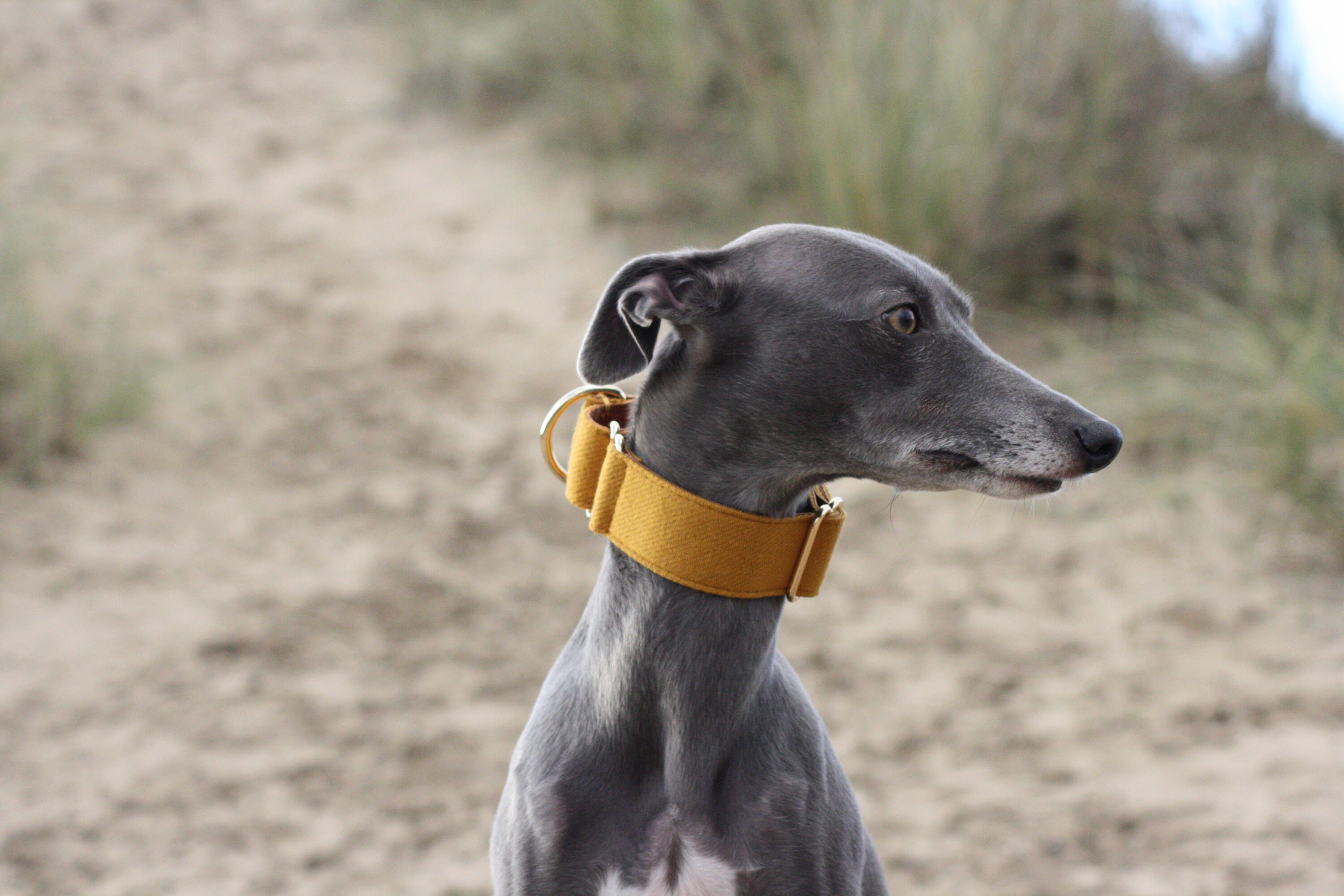 wide martingale collars for greyhounds