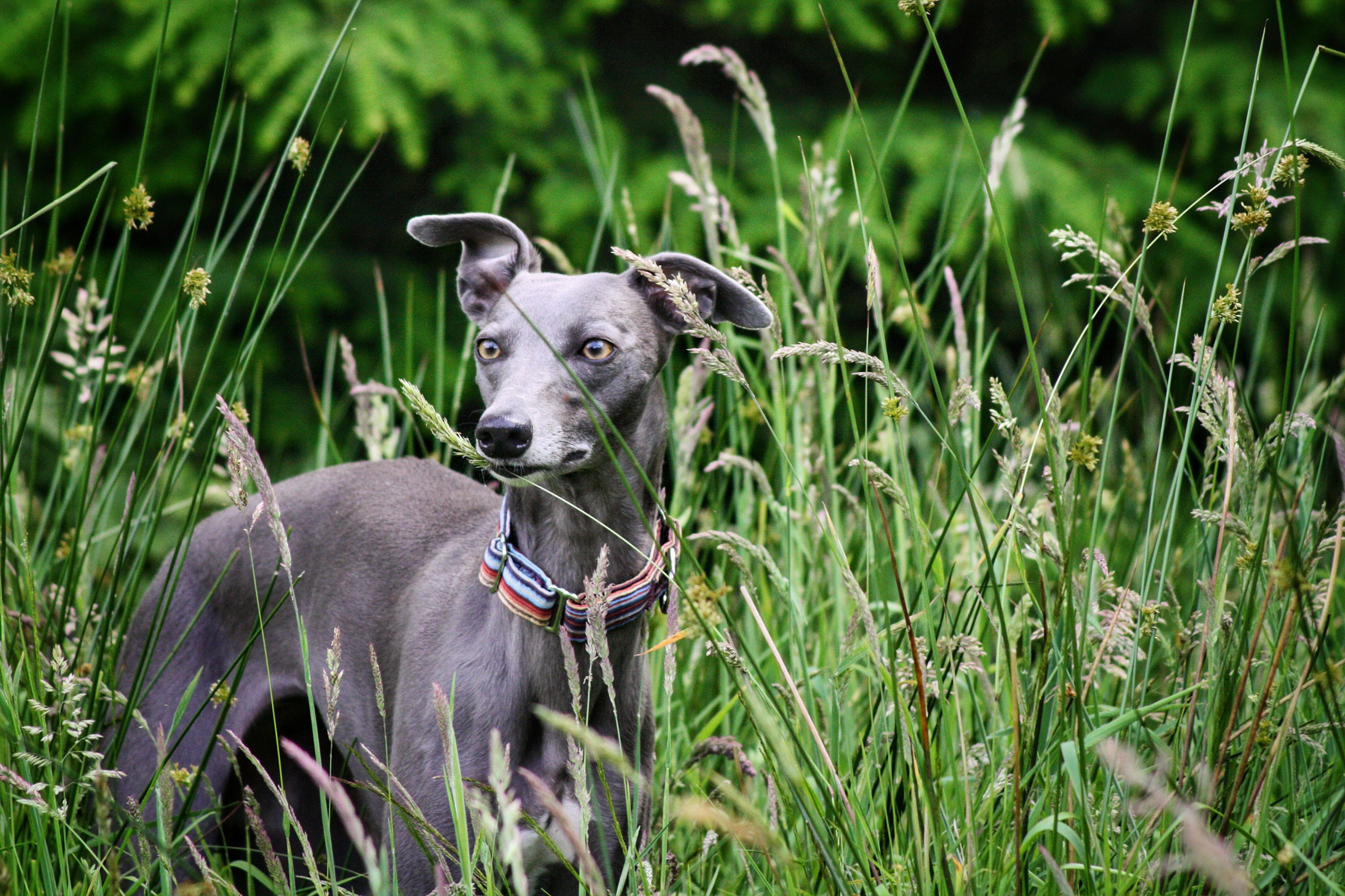 italian greyhound martingale collar