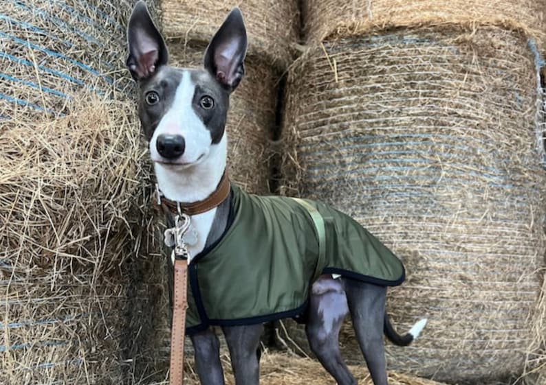 Manteau imperméable vert olive doublé en polaire Whippet Greyhound, avec sangle réglable assortie à clip Lurcher/Lévrier italien/Lévrier image 6