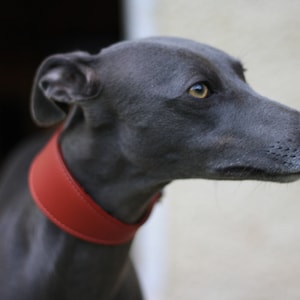 Leather Soft Suede Padded Wide Collars Whippet, Greyhound, Lurcher and Italian Greyhound Saluki Sighthound Dog image 3