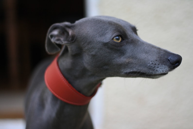 Leather Soft Suede Padded Wide Collars Whippet, Greyhound, Lurcher and Italian Greyhound Saluki Sighthound Dog image 3