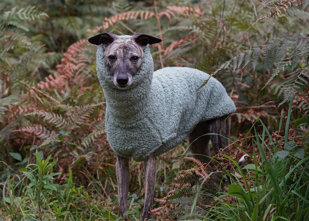 Whippet in cheap jumper