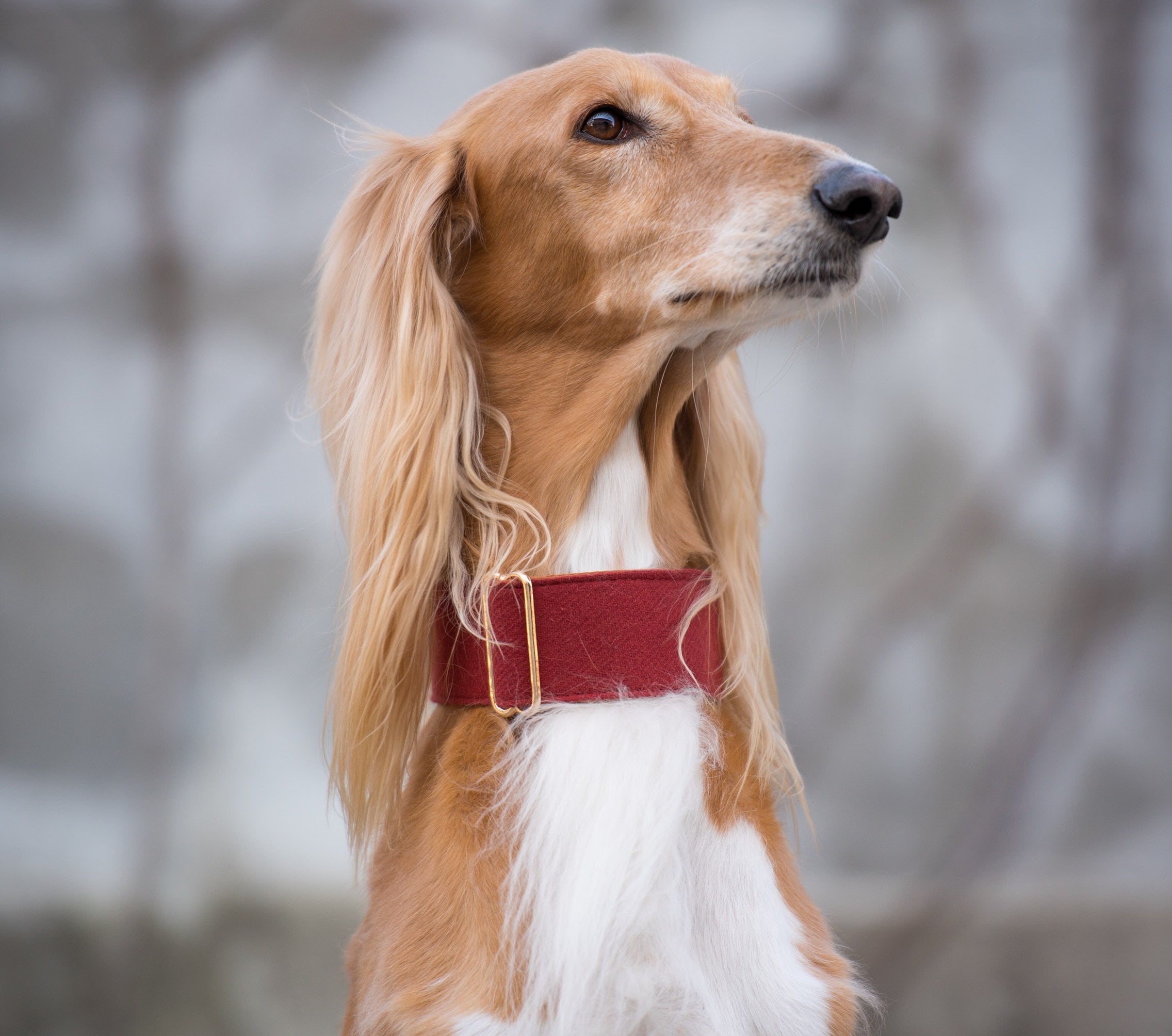 Why Do Lurchers Have Thick Collars