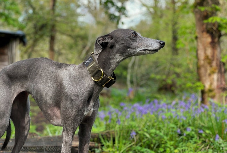 Dark Green Martingale Collar Whippet Greyhound Italian Lurcher Etsy UK