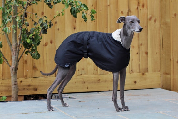 manteau pour greyhound