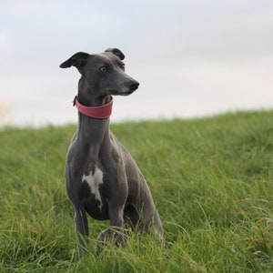 Leather Soft Suede Padded Wide Collars Whippet, Greyhound, Lurcher and Italian Greyhound Saluki Sighthound Dog image 4