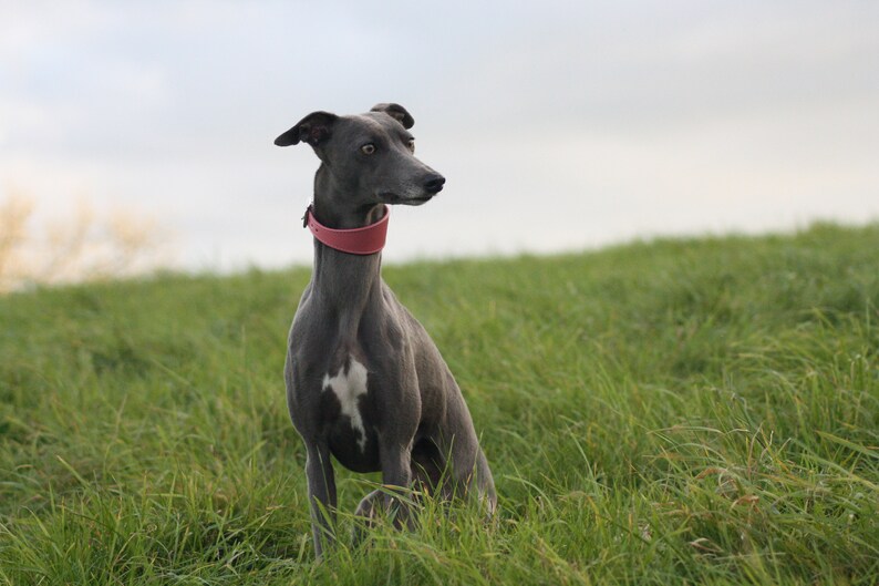 Leather Soft Suede Padded Wide Collars Whippet, Greyhound, Lurcher and Italian Greyhound Saluki Sighthound Dog image 4