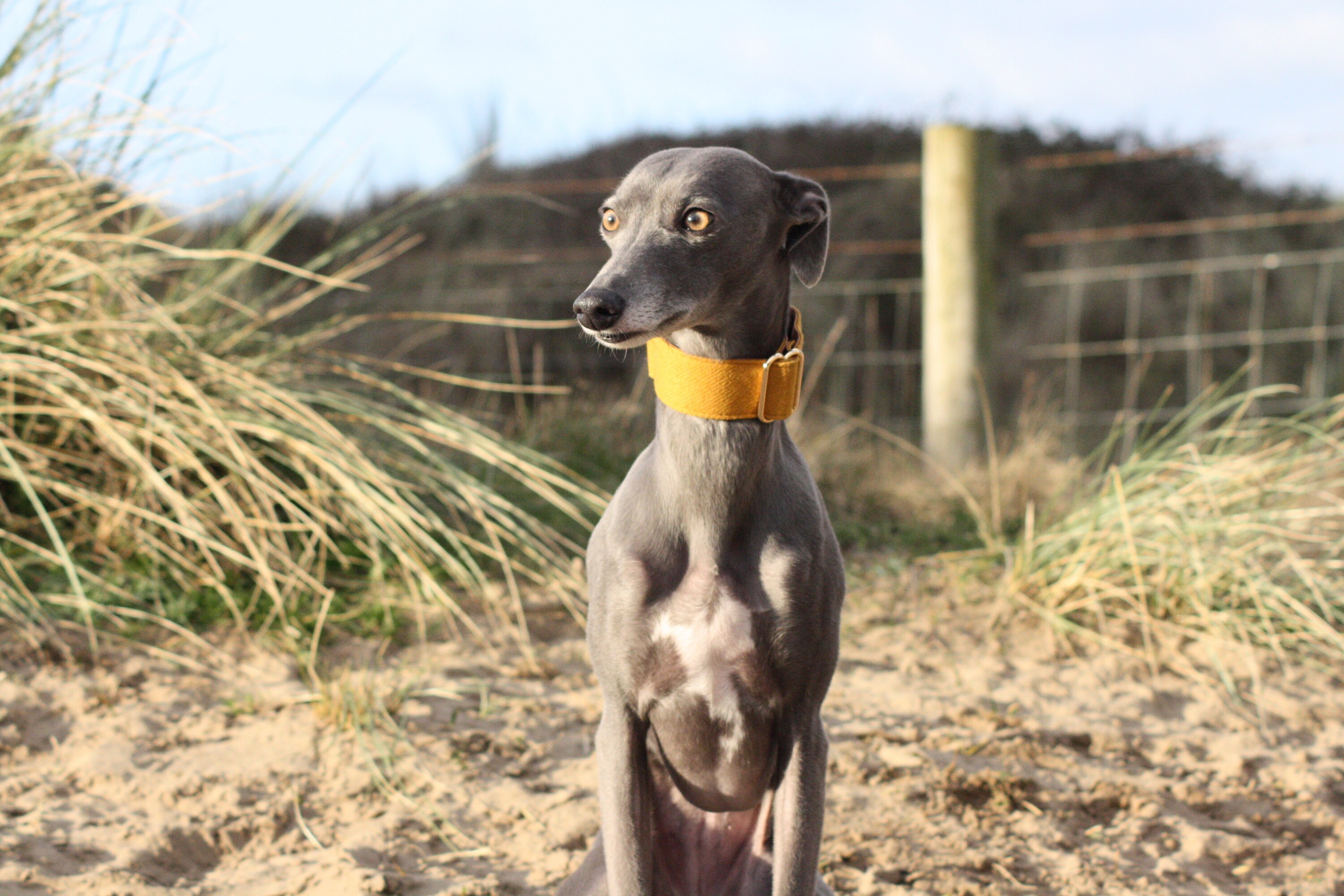 Woven Mustard Yellow Martingale Collar Whippet Greyhound Etsy