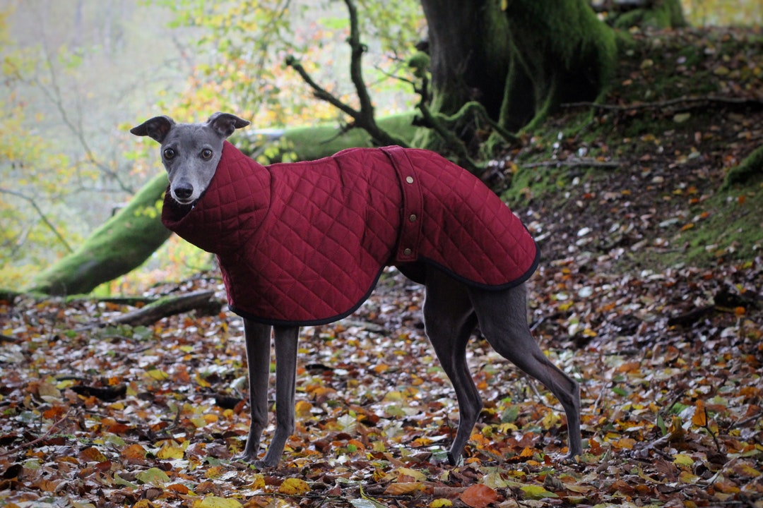 Kaths 2025 whippet coats