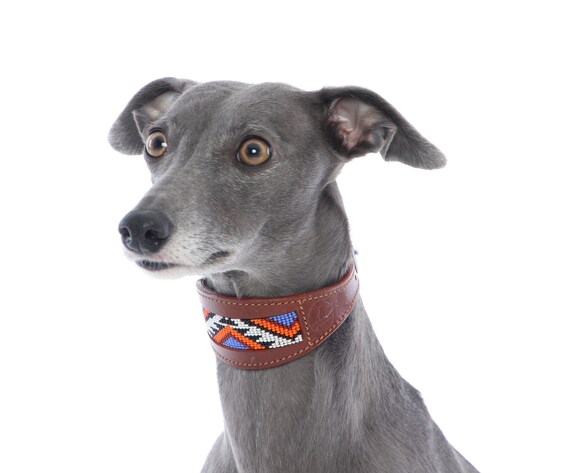 beaded whippet collar