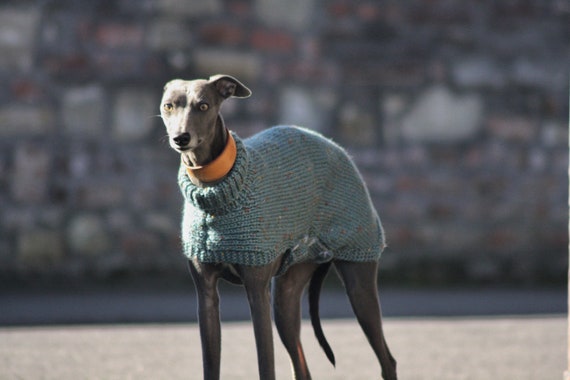 italian greyhound in jumper