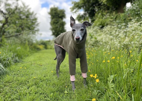 Olive and Pink Fleece Cuff Jumper Pyjamas Italian Greyhound Whippet Lurcher Greyhound Saluki Sighthound Etsy Canada