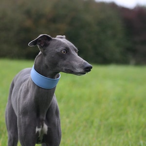 Leather Soft Suede Padded Wide Collars Whippet, Greyhound, Lurcher and Italian Greyhound Saluki Sighthound Dog image 6