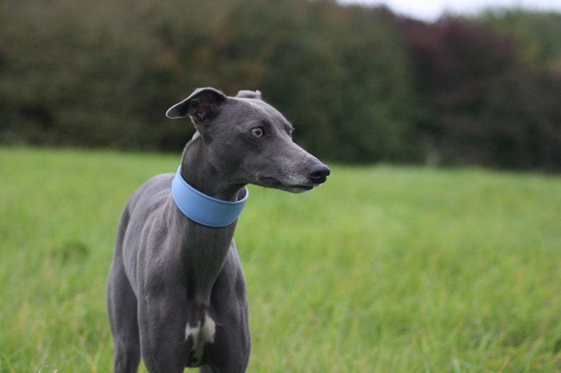 Leather Soft Suede Padded Wide Collars Whippet, Greyhound, Lurcher and Italian Greyhound Saluki Sighthound Dog image 6