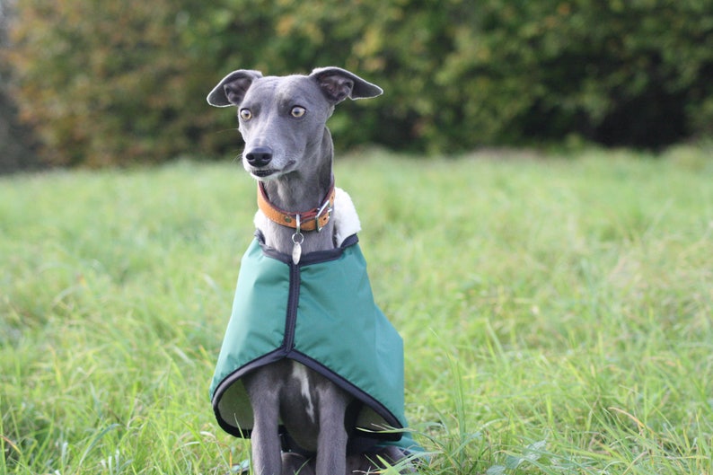 Green Fleece Lined Waterproof Dog Coat with Adjustable Clip Strap Whippet Greyhound Lurcher Italian Greyhound Sighthound