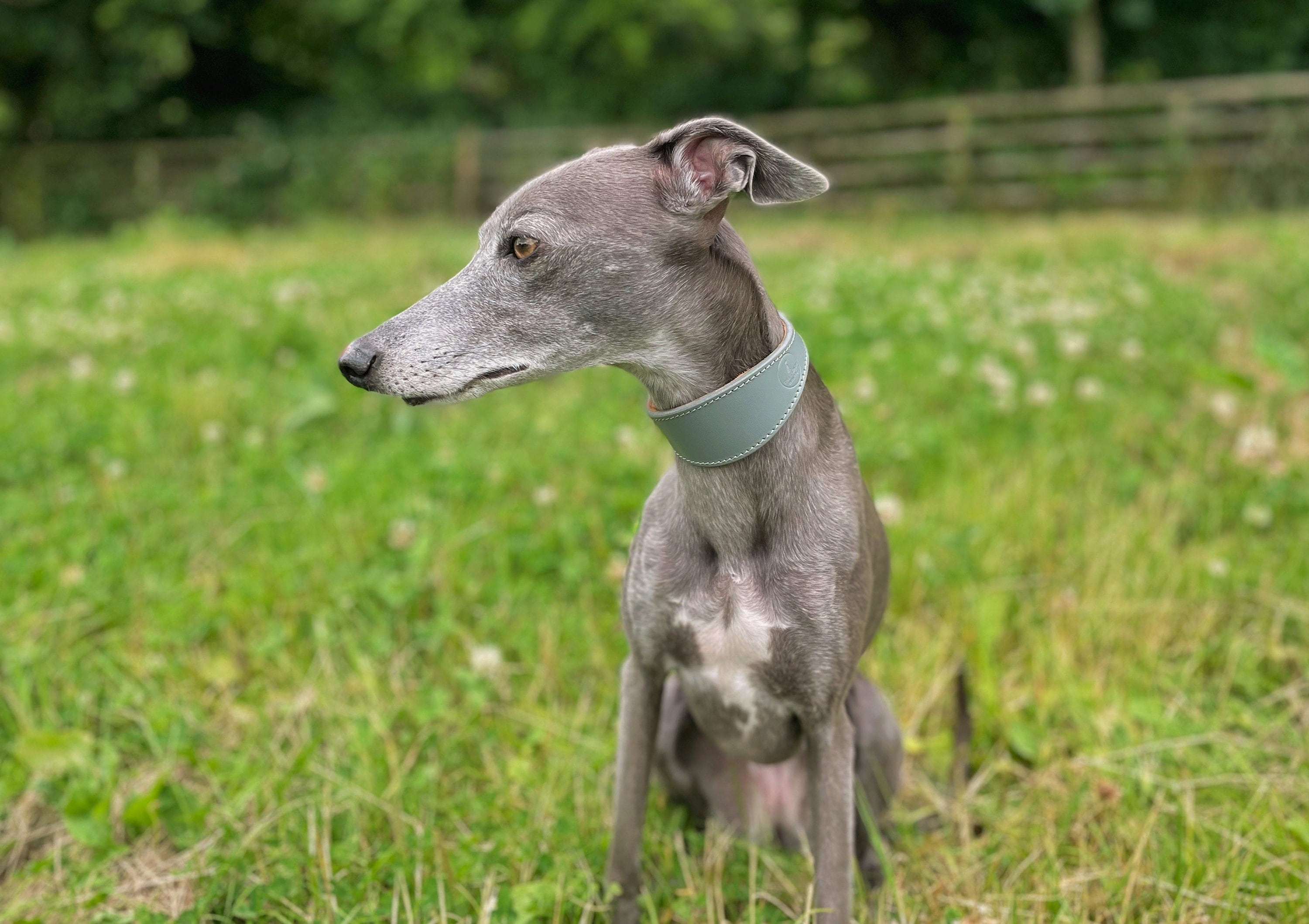 Coursing Whippets For Sale lupon.gov.ph