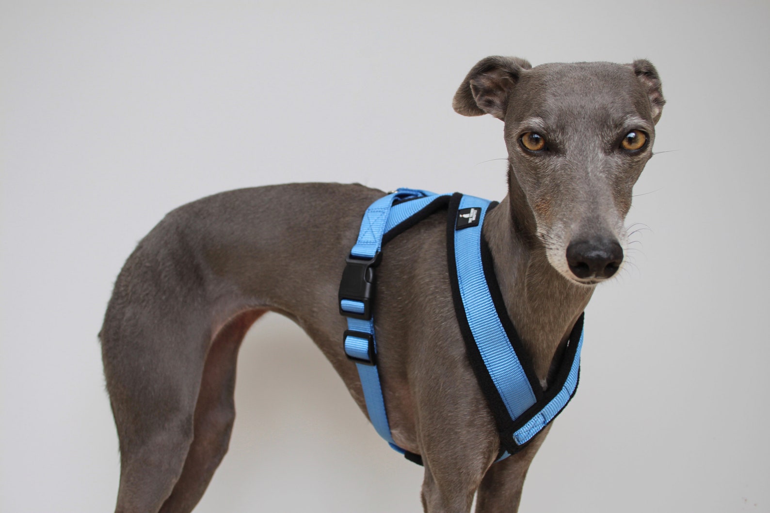 Where To Get A Greyhound Harness In Australia (4+ Recommendations)