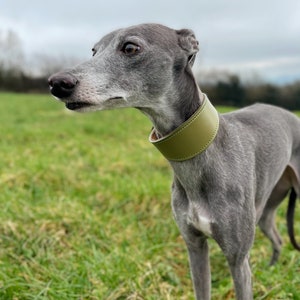 Olive Sheep Leather and Soft Suede Padded Wide Collars - Whippet, Greyhound, Lurcher and Italian Greyhound Saluki Sighthound Dog