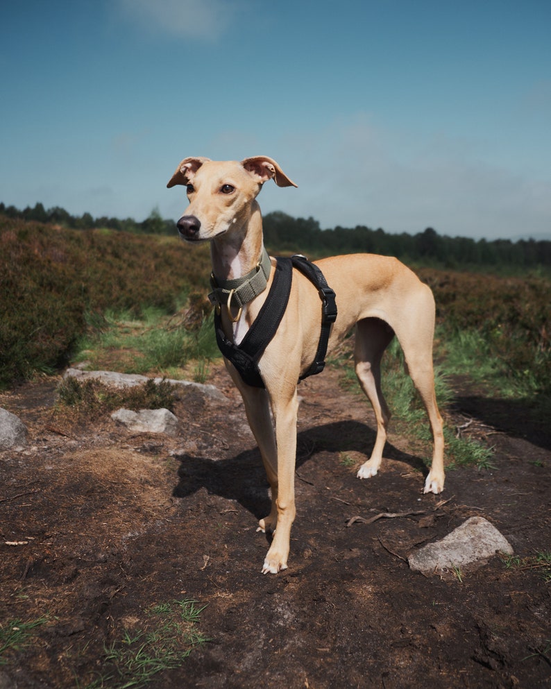 Harness Y Shape in 5 Colours Fleece Lined Adjustable strap Whippets, Italian Greyhounds, Lurchers, Greyhounds, Saluki, Sighthound image 2