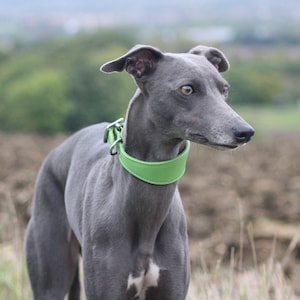 Leather Soft Suede Padded Wide Collars Whippet, Greyhound, Lurcher and Italian Greyhound Saluki Sighthound Dog image 5