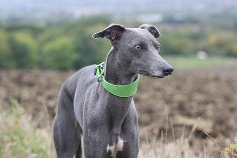 Leather Soft Suede Padded Wide Collars Whippet, Greyhound, Lurcher and Italian Greyhound Saluki Sighthound Dog image 5