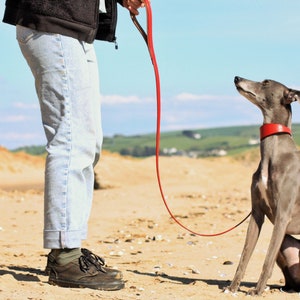 Leather Soft Suede Padded Wide Collars Whippet, Greyhound, Lurcher and Italian Greyhound Saluki Sighthound Dog image 8