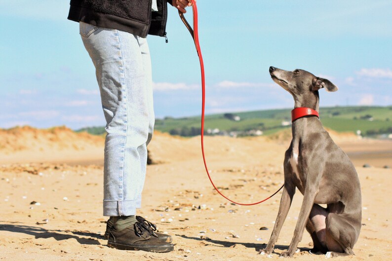 Leather Soft Suede Padded Wide Collars Whippet, Greyhound, Lurcher and Italian Greyhound Saluki Sighthound Dog image 8