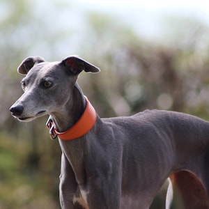 Leather Soft Suede Padded Wide Collars Whippet, Greyhound, Lurcher and Italian Greyhound Saluki Sighthound Dog image 2