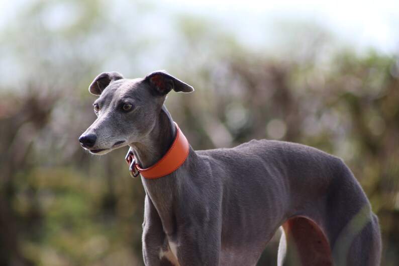 Leather Soft Suede Padded Wide Collars Whippet, Greyhound, Lurcher and Italian Greyhound Saluki Sighthound Dog image 2