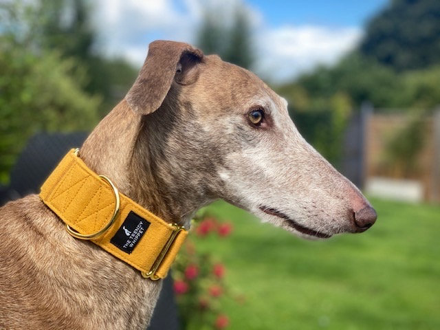 Extra-small pet collar in beige and ebony canvas