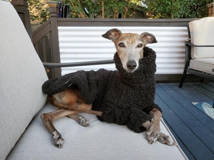 Black Fluffy Fleece Jumper Cosy Pyjamas for Italian Greyhounds Whippets Lurchers Greyhounds and Salukis Etsy Canada