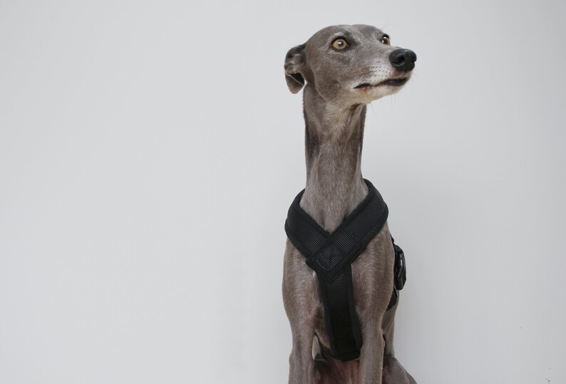 Harness Y Shape in 3 Colours Fleece Lined Adjustable Strap Etsy