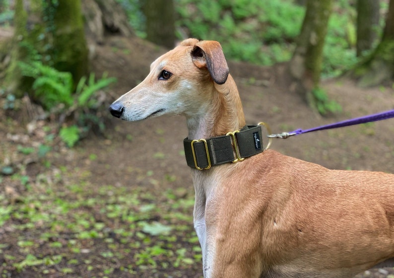martingale collar whippet
