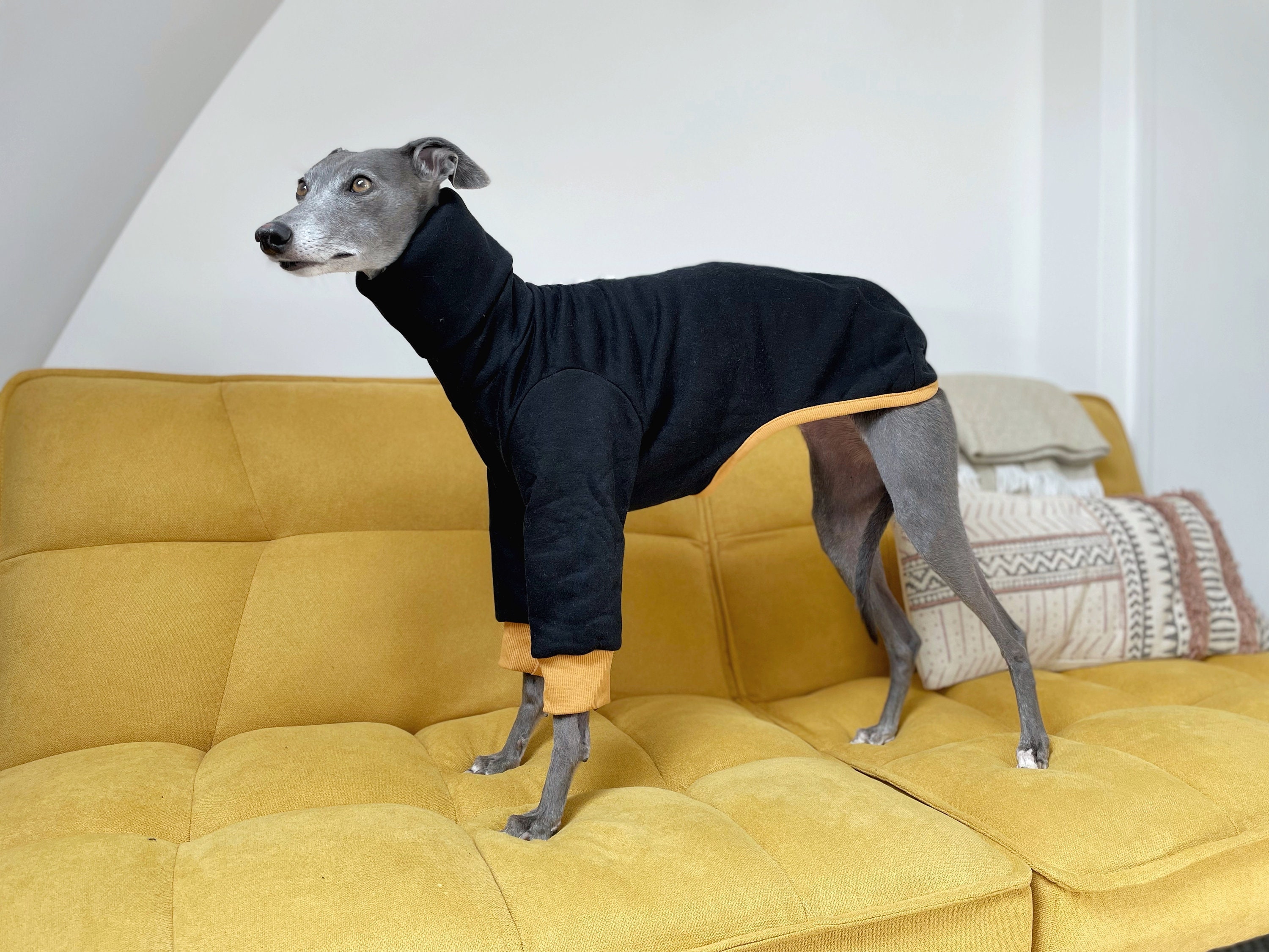 whippet in jumper