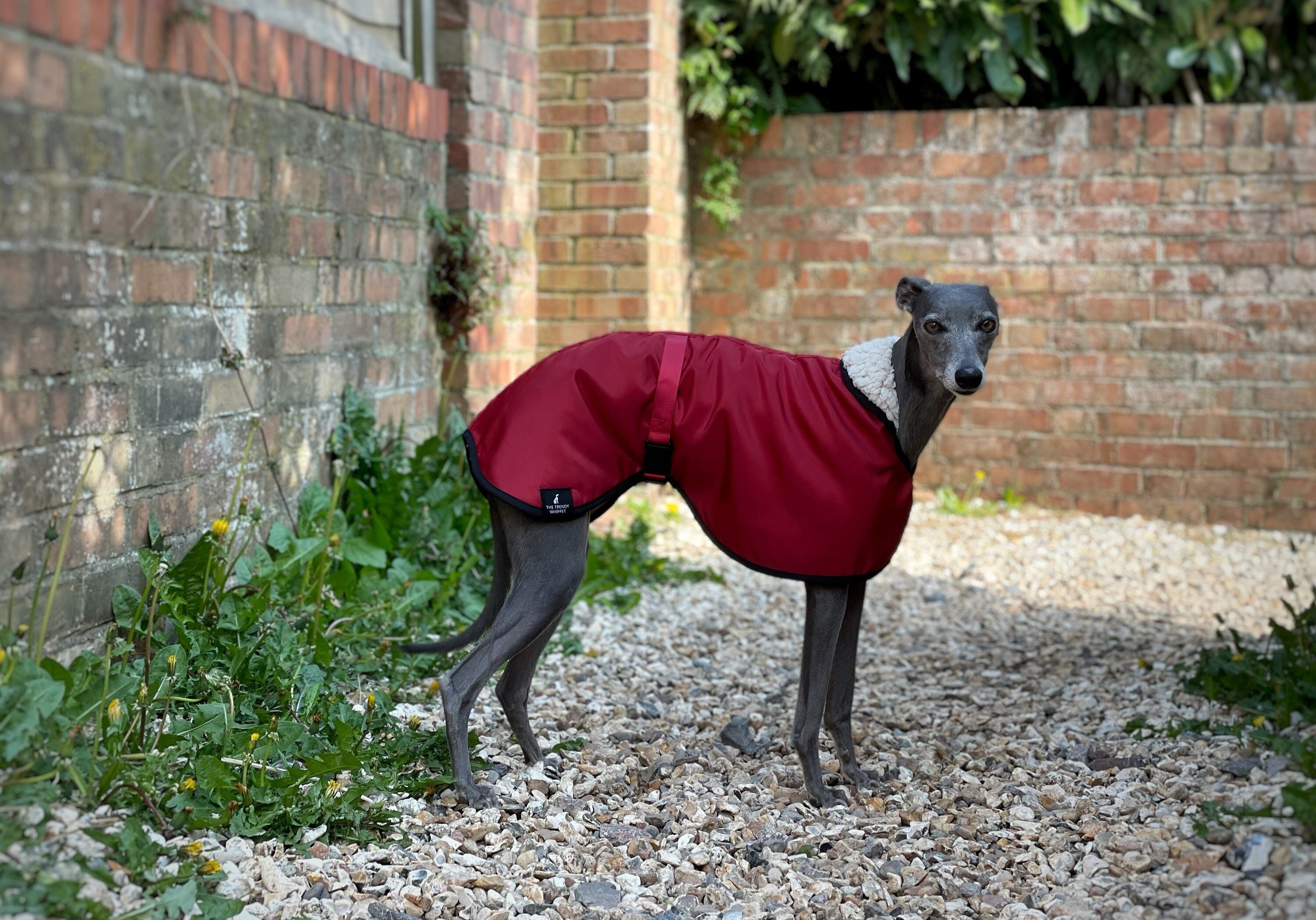 Red/burgundy Matt Lined Waterproof Coat Whippet - Etsy