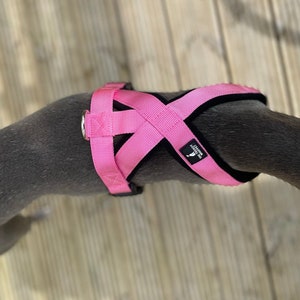 Harness Y Shape in 5 Colours Fleece Lined Adjustable strap Whippets, Italian Greyhounds, Lurchers, Greyhounds, Saluki, Sighthound image 9