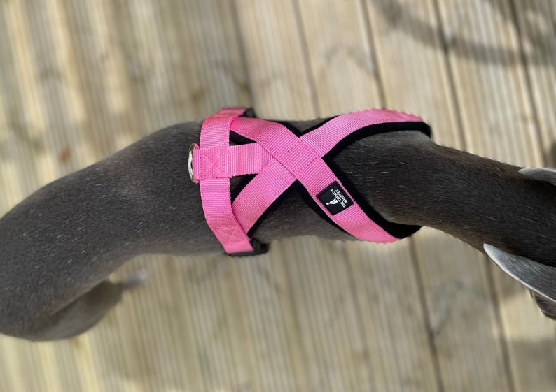 Harness Y Shape in 5 Colours Fleece Lined Adjustable strap Whippets, Italian Greyhounds, Lurchers, Greyhounds, Saluki, Sighthound image 9