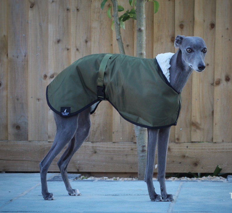 Manteau imperméable vert olive doublé en polaire Whippet Greyhound, avec sangle réglable assortie à clip Lurcher/Lévrier italien/Lévrier image 5