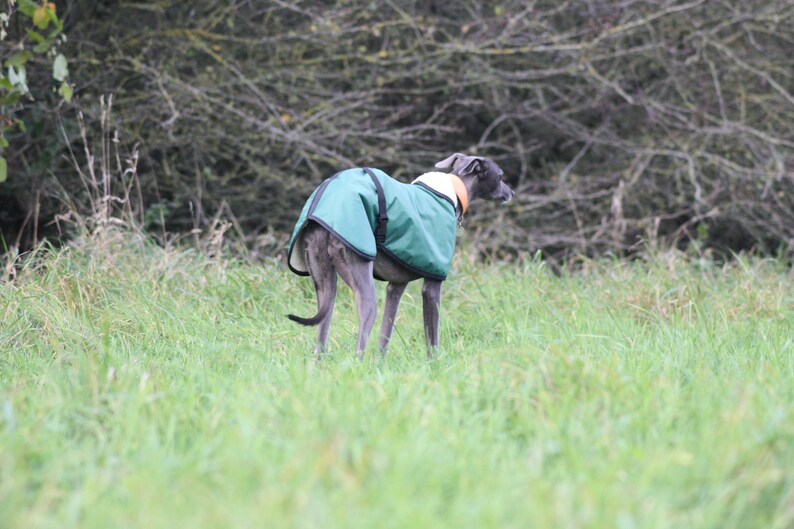 Green Fleece Lined Waterproof Dog Coat with Adjustable Clip Strap Whippet Greyhound Lurcher Italian Greyhound Sighthound