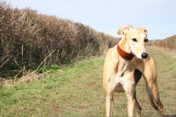 soft lurcher collars